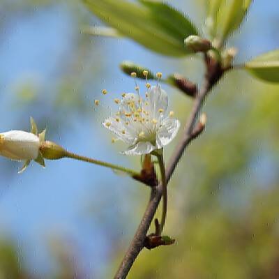 Prunus serrula_01